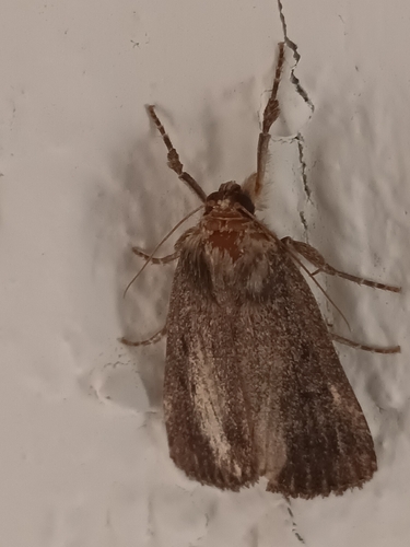 Mouse Moth
