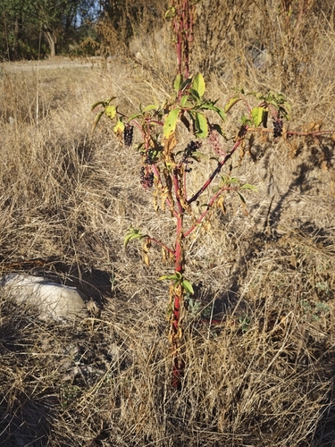 American pokeweed