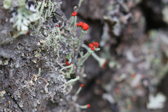 Cladonia transcendens