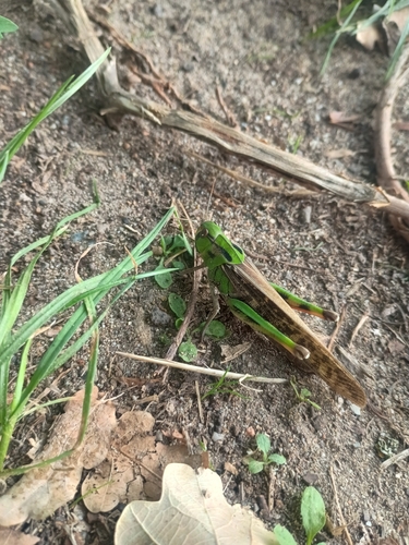 Migratory Locust