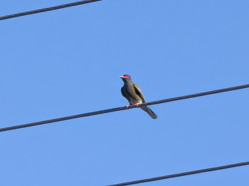 Australasian Figbird