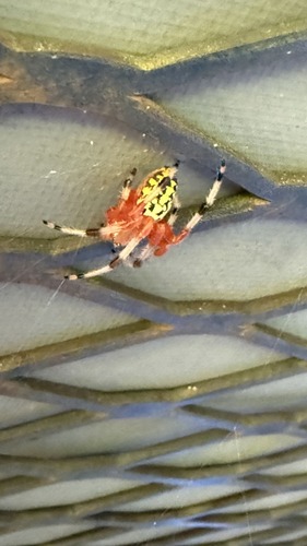 Marbled Orbweaver