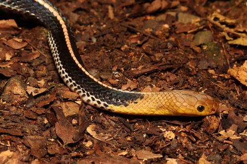 Bungarus flaviceps baluensis