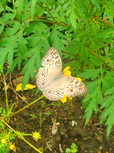 Grey Pansy