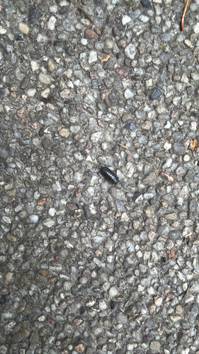 Common Pill Woodlouse