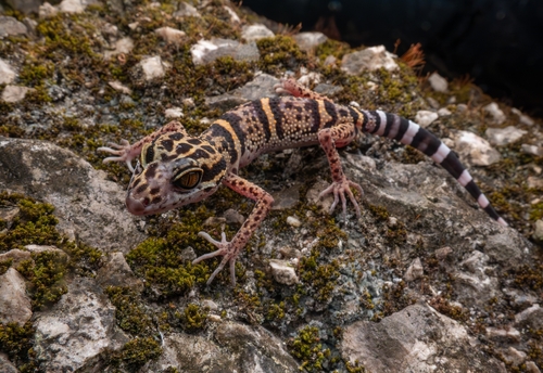 Maolan Leopard Gecko