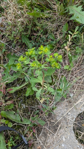 Euphorbia helioscopia, photograph 5