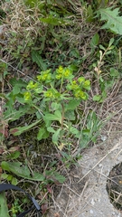 Euphorbia helioscopia, photograph (c) aga_l_, some rights reserved (CC BY)