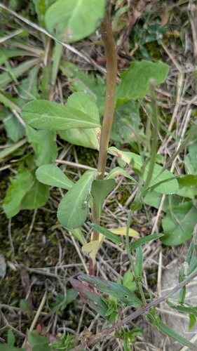 Euphorbia helioscopia, photograph 6