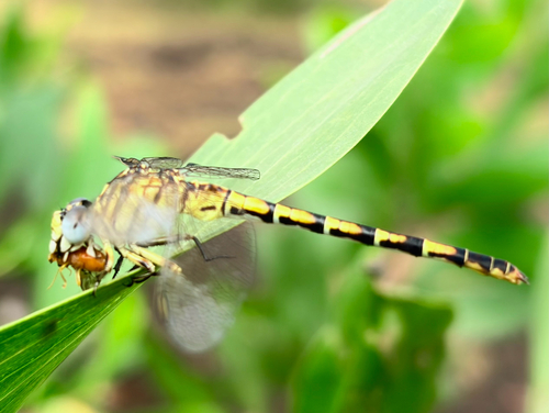 Lined Hooktail