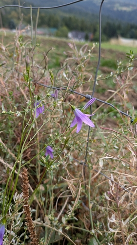Campanula patula, photograph 6