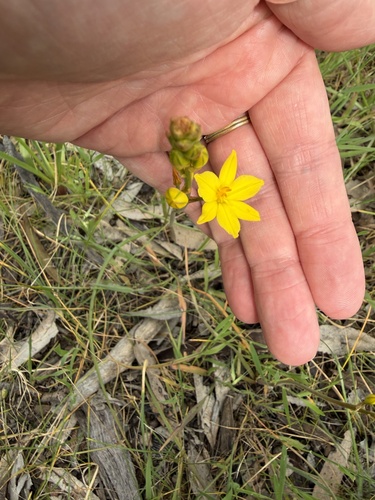 Bulbine Lily