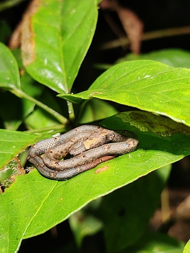 Common Mock Viper