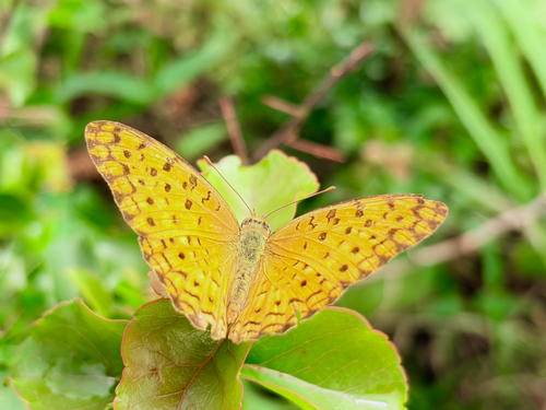 Common Leopard