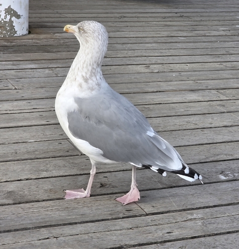 European Herring Gull