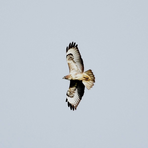 Common Buzzard
