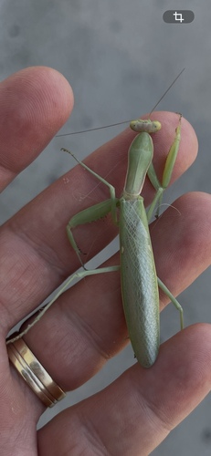 Transcaucasian Giant Mantis