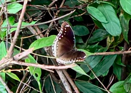 Great Eggfly