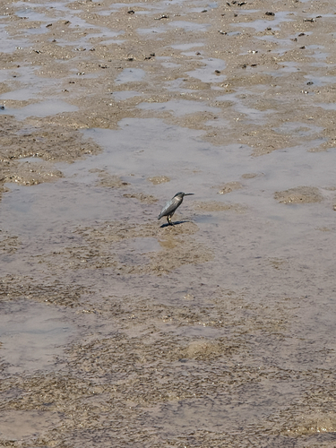 Little Heron
