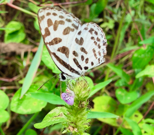 Common Pierrot