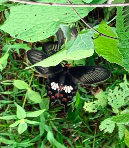 Common Rose Swallowtail