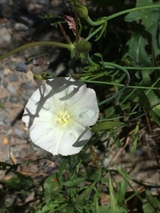 Calystegia longipes
