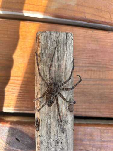 Dark Fishing Spider
