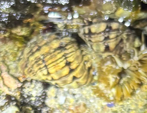 Mexacanthina lugubris observed 2026-09-20
