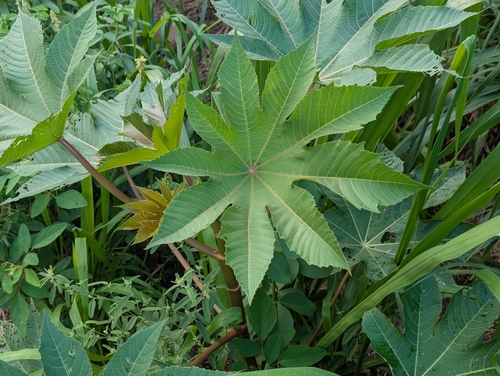 Ricinus communis observed 2026-09-20