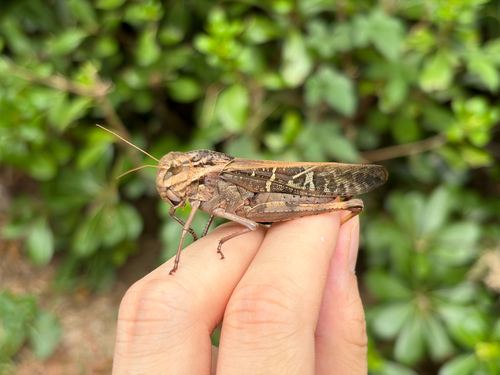 Gastrimargus marmoratus