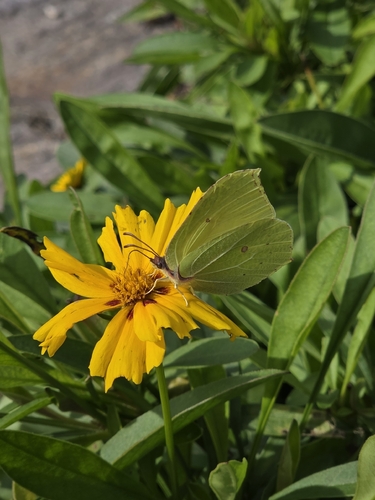Common Brimstone