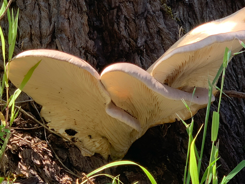 Brown Oyster Mushroom