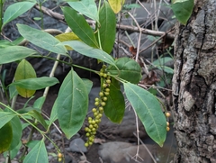 Citharexylum caudatum
