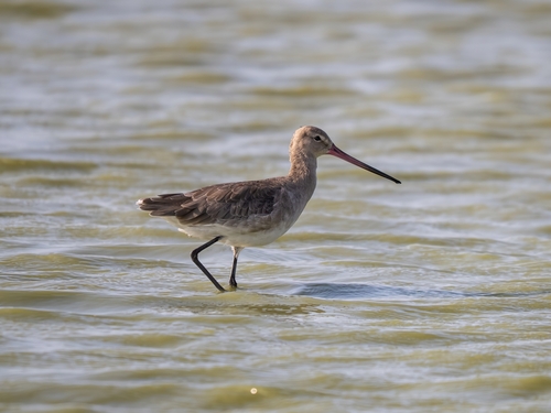 Black-tailed Godwit (melanuroides)