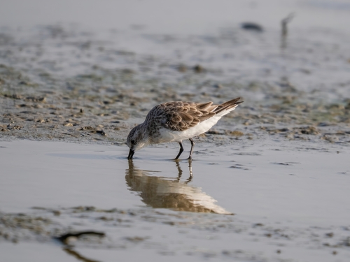 Red-necked Stint