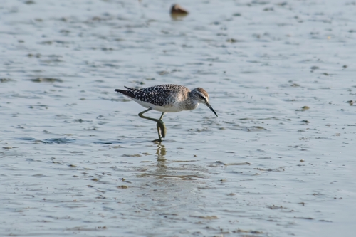 Wood Sandpiper