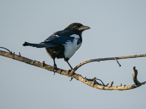 Oriental Magpie
