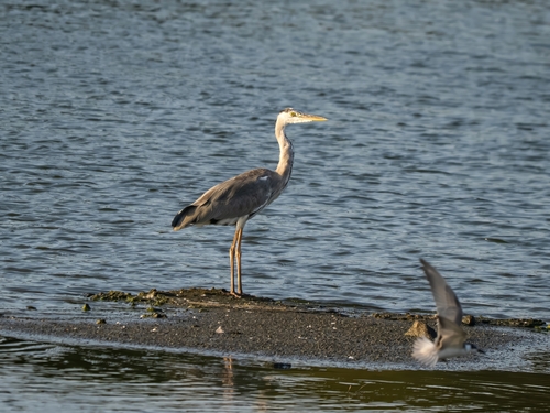 Eastern Grey Heron