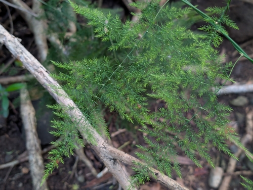 Asparagus setaceus observed 2026-09-20