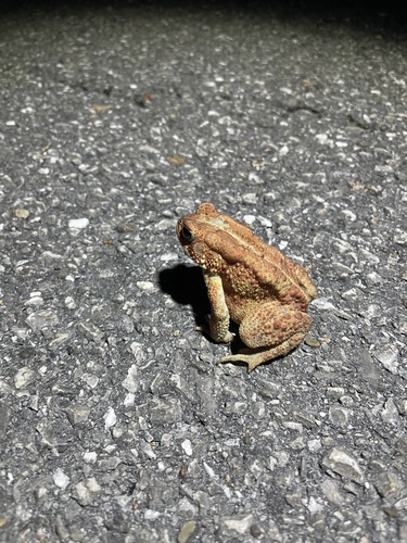 American Toad