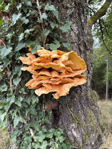chicken of the woods