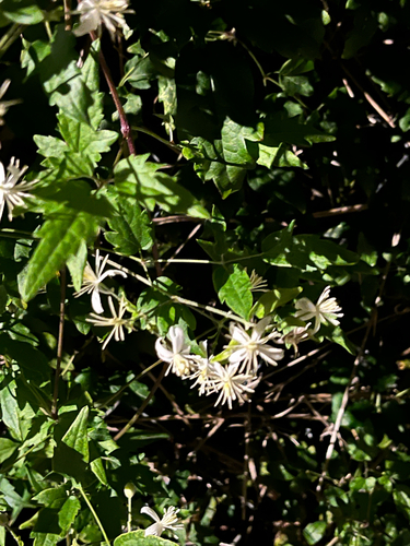 Old man's beard