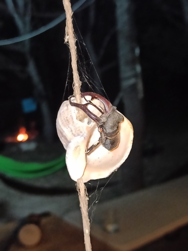 European Stag Beetle