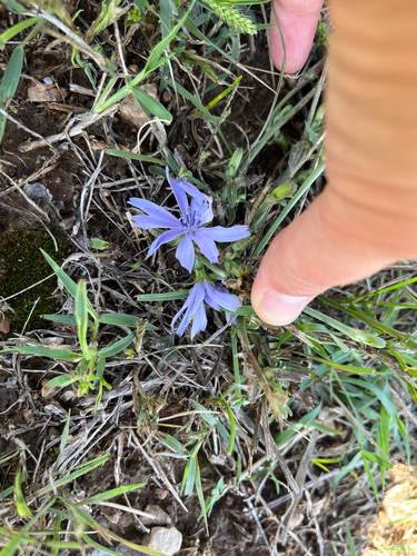 chicory
