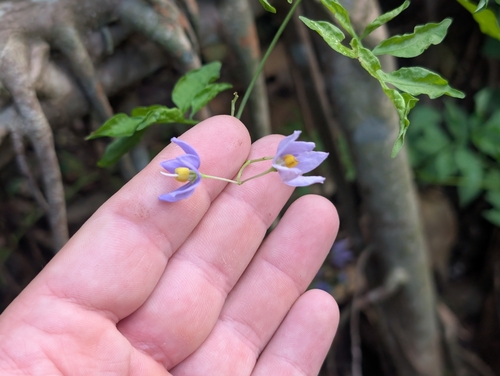 Solanum seaforthianum observed 2026-09-20