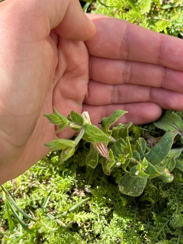 white campion