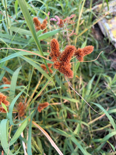 clustered flatsedge