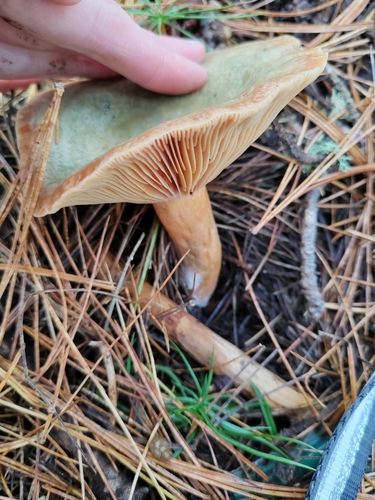 Lactarius deliciosus — (c) Виктория Билоус, some rights reserved (CC BY)