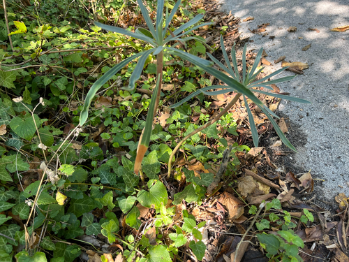 Mediterranean spurge