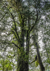 Lagarostrobos franklinii